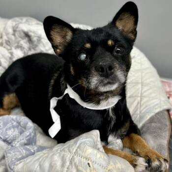 Rescue Chihuahua Dogs for Adoption in Fullerton, Pennsylvania - Blackie | PetCurious