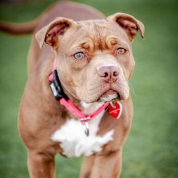 Sweety A2249788 -  American Bulldog Dog for Adoption in Los Angeles, California - Sweety A2249788 | PetCurious
