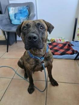 Mixed Breed Dogs Available for Adoption in North Miami Beach, Florida - S/C Marble | PetCurious