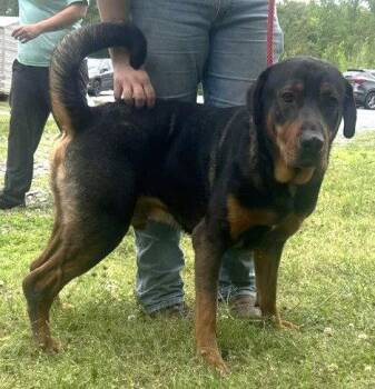 Rottweiler and Hound Dogs Available for Adoption in Wetumpka, Alabama - 260540  Diesel | PetCurious