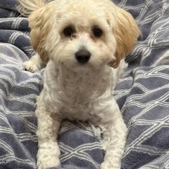 Bentley -  Shih Tzu Dog for Adoption in Richmond, Texas - Bentley | PetCurious