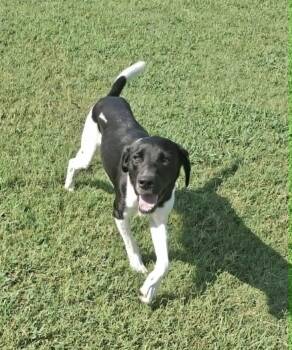 Barrett -  Hound Dog for Adoption in Manchester, Connecticut - Barrett | PetCurious