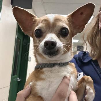 Deloris -  Chihuahua Dog for Adoption in Reno, Nevada - Deloris | PetCurious