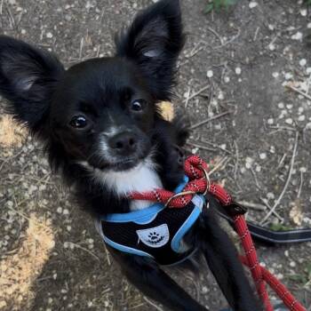 Poppy -  Chihuahua Dog for Adoption in Pueblo, Colorado - Poppy | PetCurious