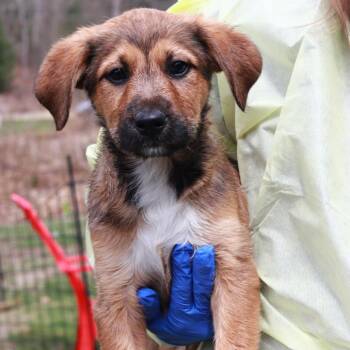 Shepherd and Border Collie Dogs Available for Adoption in Stormville, New York - CT TJ Maxx | PetCurious