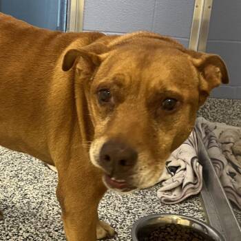 Mikey -  Pit Bull Terrier and Mixed Breed Dog for Adoption in Madisonville, Tennessee - Mikey | PetCurious