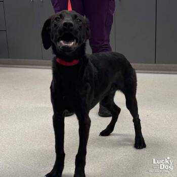 Louise -  Labrador Retriever and Retriever Dog for Adoption in Washington, District Of Columbia - Louise | PetCurious