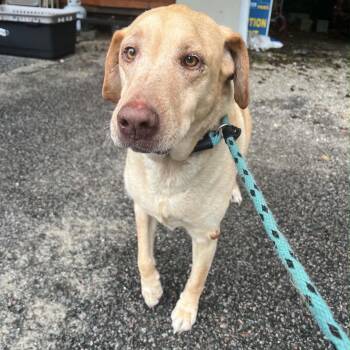 Yellow Labrador Retriever Dogs Available for Adoption in Columbia, South Carolina - Frito Lays | PetCurious