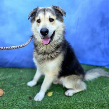German Shepherd Dog and Mixed Breed Dogs Available for Adoption - ZERO | PetCurious