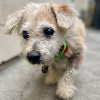 Scout -  Terrier and Mixed Breed Dog for Adoption in San Francisco, California - Scout | PetCurious
