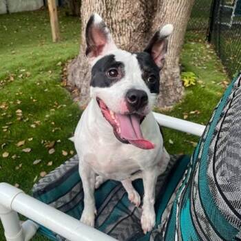 Annie -  Mixed Breed Dog for Adoption in Palm Harbor, Florida - Annie | PetCurious