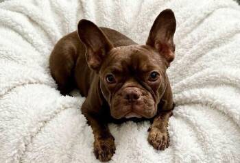 Penny -  French Bulldog Dog for Adoption in Rockwall, Texas - Penny | PetCurious