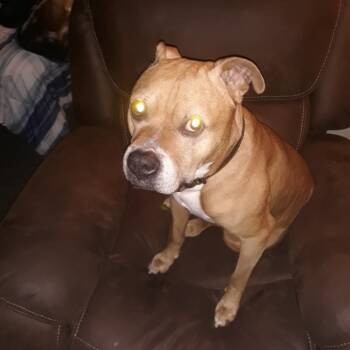 Rescue Pit Bull Terrier Dogs for Adoption in Baldwin, Wisconsin - Jack | PetCurious