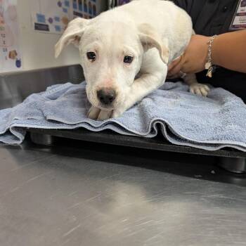 Mixed Breed and Labrador Retriever Dogs Available for Adoption in League City, Texas - Hook | PetCurious