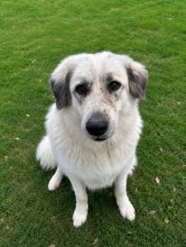 VIRGINIA WOOF -  Great Pyrenees Dog Available for Adoption in Texas City, Texas - VIRGINIA WOOF | PetCurious