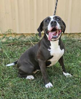 Rescue Pit Bull Terrier and American Staffordshire Terrier Dogs for Adoption in New York, New York - Penny *foster Needed* | PetCurious