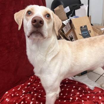 Tid-Bit -  Mixed Breed Dog for Adoption in Charleston, West Virginia - Tid-Bit | PetCurious