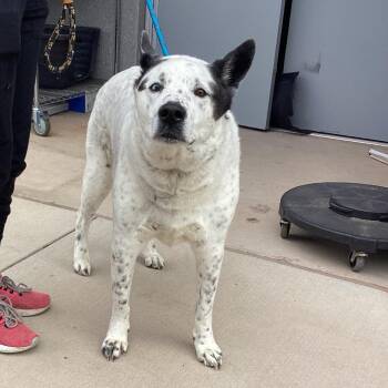 Akita and Labrador Retriever Dogs Available for Adoption - Oreo | PetCurious