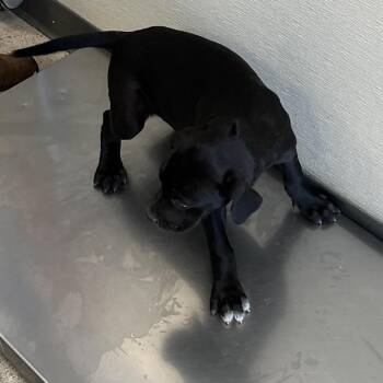 Mako -  Mixed Breed Dog for Adoption in Las Cruces, New Mexico - Mako | PetCurious