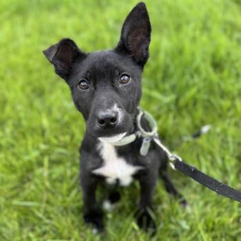 Rescue Mixed Breed Dogs for Adoption in Buffalo, Minnesota - Elmo | PetCurious