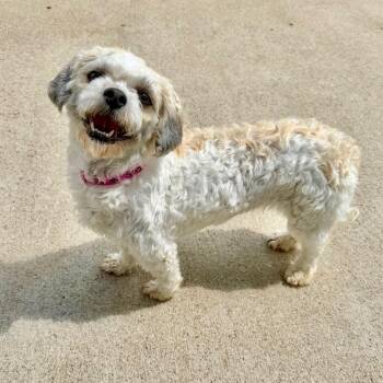 Shih Tzu and Bichon Frise Dogs Available for Adoption in Peyton, Colorado - Sugar - Missouri AP26-84 | PetCurious