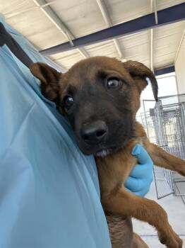 Roxie - LONGTIME RESIDENT -  Shepherd Dog for Adoption in Thousand Oaks, California - Roxie - LONGTIME RESIDENT | PetCurious