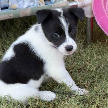Valkryn -  Jack Russell Terrier and Parson Russell Terrier Dog for Adoption in Gilbert, Arizona - Valkryn | PetCurious