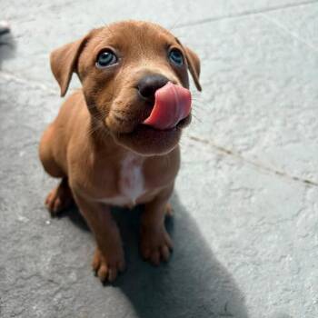 Nisa -  Hound Dog for Adoption in Pinellas Park, Florida - Nisa | PetCurious