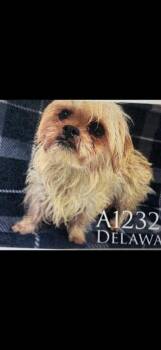 Shih Tzu and Mixed Breed Dogs Available for Adoption - Delaware | PetCurious