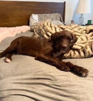 Hershey -  Terrier Dog for Adoption in Millcreek, Utah - Hershey | PetCurious