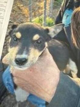 Rescue Australian Cattle Dog Blue Heeler Dogs for Adoption in Madras, Oregon - Cooper | PetCurious