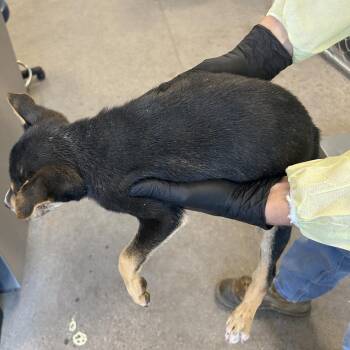 Mixed Breed Dogs Available for Adoption - 104763 | PetCurious