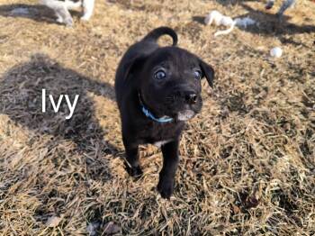 Border Collie and Black Labrador Retriever Dogs Available for Adoption - Ivy | PetCurious