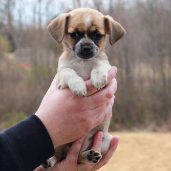 Chihuahua Dogs Available for Adoption in Stormville, New York - CT Eclair Avail May 2 | PetCurious