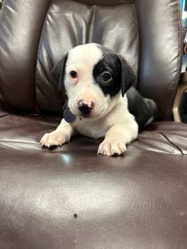 Pit Bull Terrier and Australian Shepherd Dogs Available for Adoption - Chunky Monkey | PetCurious
