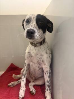 MILO -  Labrador Retriever Dog for Adoption in Jefferson, Louisiana - MILO | PetCurious