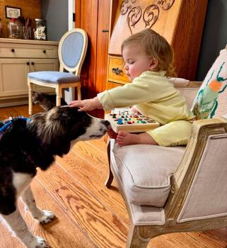 Nilou -  Australian Shepherd and Spaniel Dog for Adoption in Germantown, Ohio - Nilou | PetCurious