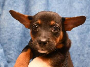 Honey -  Terrier Dog for Adoption in Portland, Oregon - Honey | PetCurious