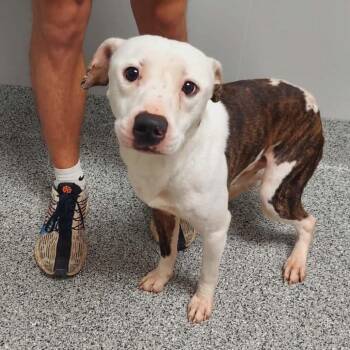 Pit Bull Terrier Dogs Available for Adoption in Wichita, Kansas - Oscar | PetCurious