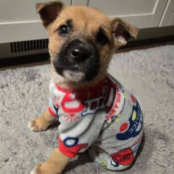 Mixed Breed Dogs Available for Adoption in Springfield, Missouri - Stanley | PetCurious
