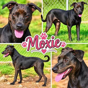 Moxie -  Labrador Retriever Dog for Adoption in Wedowee, Alabama - Moxie | PetCurious