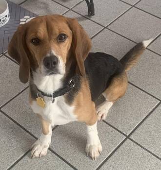 Beagle Dogs Available for Adoption - Louie | PetCurious