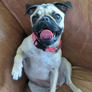 Frannie -  Pug and Mixed Breed Dog for Adoption in Las Cruces, New Mexico - Frannie | PetCurious