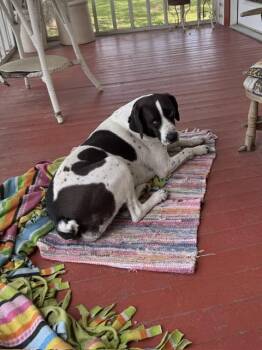 German Shorthaired Pointer and English Springer Spaniel Dogs Available for Adoption in Choudrant, Louisiana - Daisy | PetCurious