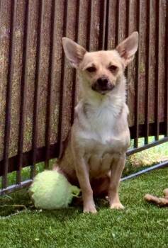 Nessy -  Chihuahua Dog for Adoption in Denver, Colorado - Nessy | PetCurious