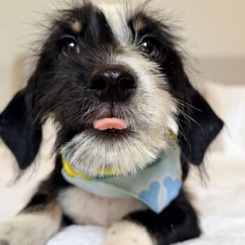 Archie soft,scruffy, sweet and silly -  Schnauzer Dog for Adoption in Mettawa, Illinois - Archie Soft,scruffy, Sweet And Silly | PetCurious