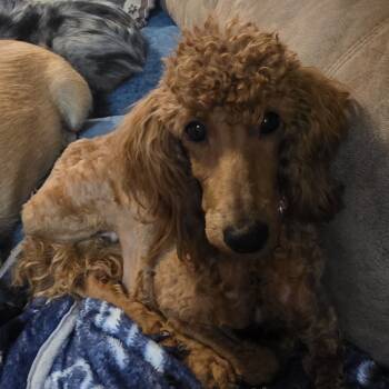 Rescue Poodle Dogs for Adoption in Kansas City, Missouri - Ari | PetCurious