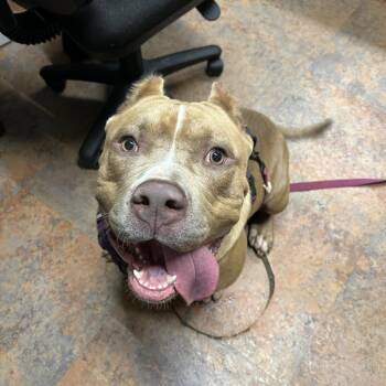 Dude -  American Bulldog Dog for Adoption in Morganton, North Carolina - Dude | PetCurious
