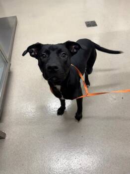 Labrador Retriever Dogs Available for Adoption in Baytown, Texas - MAELLE | PetCurious