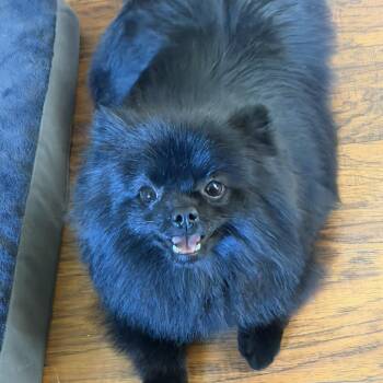 Remy -  Pomeranian Dog for Adoption in West Des Moines, Iowa - Remy | PetCurious